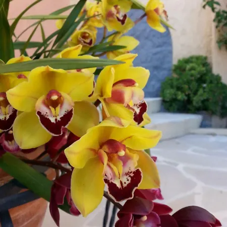 Les Citronniers D'azur Willa *