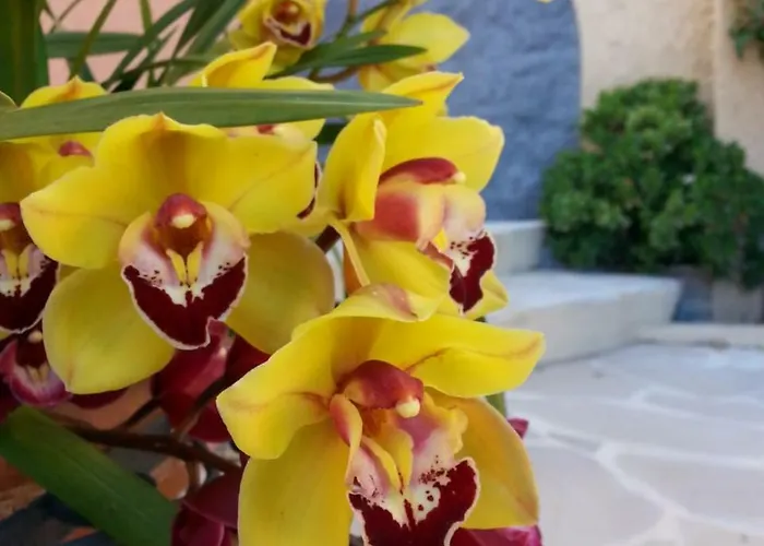 Les Citronniers D'azur Villa *
